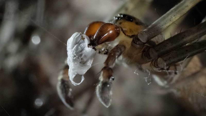 A spider with its legs spread is pictured from below as it holds a white bundle in its legs.